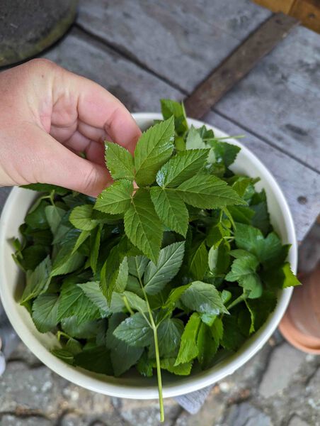 giersch c jung menrath 15.5.23 klein