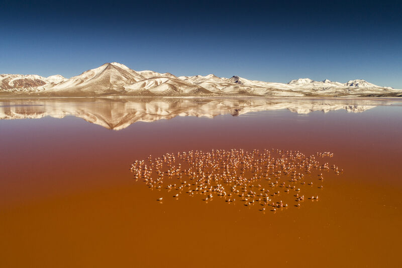 laguna colorada in bolivien